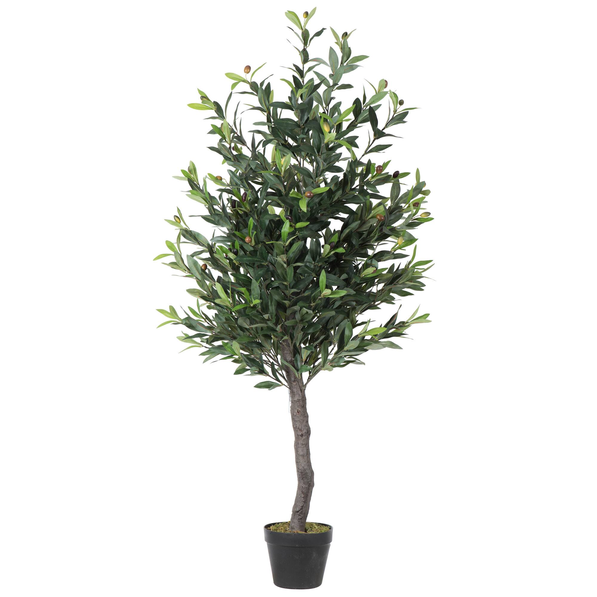 4ft. Potted Olive Tree